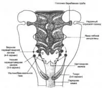 A pajzsmirigy, embriogenezis