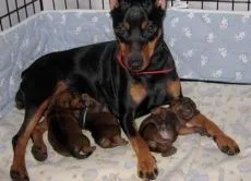 Kölykök miniature pinscher