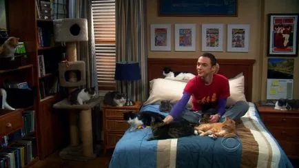 Sheldon és macskák (a TV sorozat The Big Bang Theory) - október 21, 2010