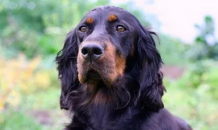 Gordon Setter (looir) fotografii, descrierea rasei, îngrijirea și prețul de catelus