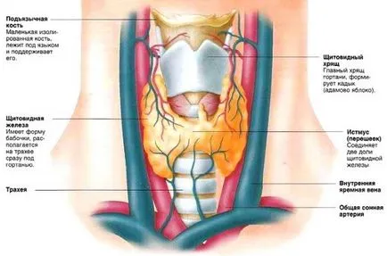 Tiroida - simptome care fac griji