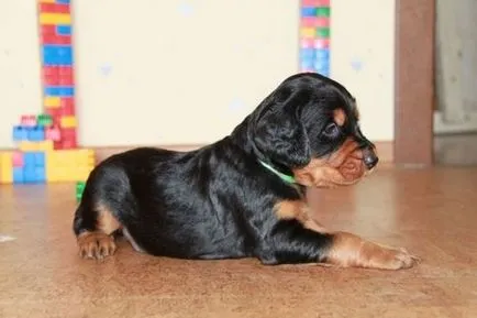 Gordon Setter (looir) fotografii, descrierea rasei, îngrijirea și prețul de catelus