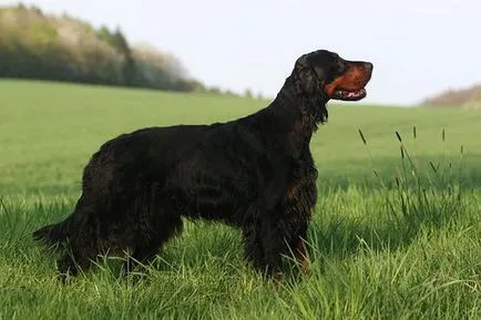 Gordon Setter (looir) fotografii, descrierea rasei, îngrijirea și prețul de catelus