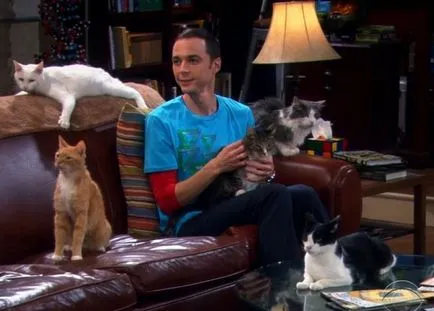 Sheldon és macskák (a TV sorozat The Big Bang Theory) - október 21, 2010