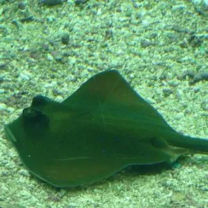 Червено море Stingrays