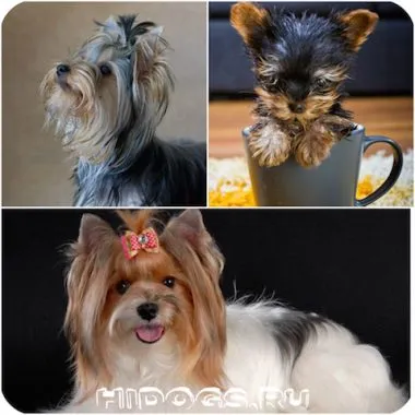 Ce vârstă Yorkshire Terrier trăiesc caracteristici de rock (poze)