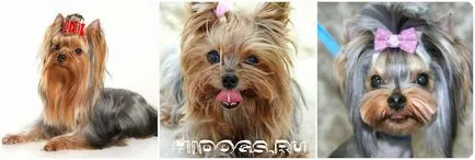 Ce vârstă Yorkshire Terrier trăiesc caracteristici de rock (poze)