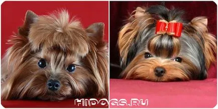 Ce vârstă Yorkshire Terrier trăiesc caracteristici de rock (poze)