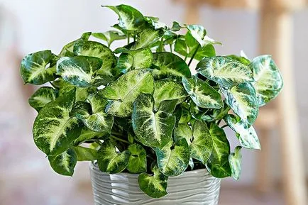 Syngonium Фото сортове, грижи и репродукция в дома