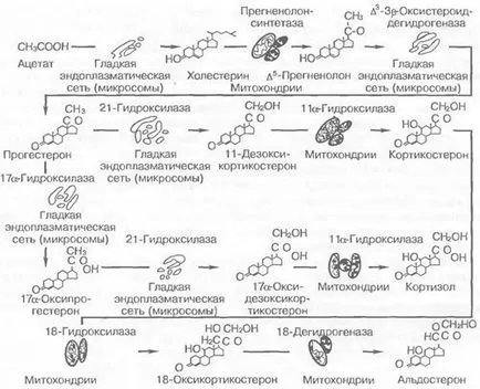 Synthesis, секреция и метаболизма на хормоните на надбъбречната кора