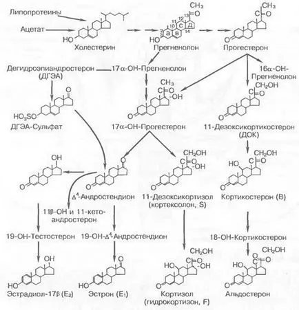 Synthesis, секреция и метаболизма на хормоните на надбъбречната кора