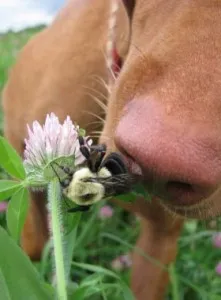 Кучето е ухапан от пчела - какво да правя
