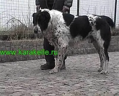Kutyák Vasilevyh Aleksandra és Maria