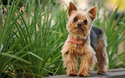 Hány él Yorkshire terrier, a fajta standard egy fotó és videó