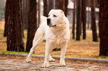 Kutya türkmén Alabai - leírás és a fajta jellemzői