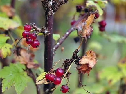 Currant în toamna - plantare și îngrijire în grădină, coacaze de tăiere toamna și de transplant atunci cand transplantate