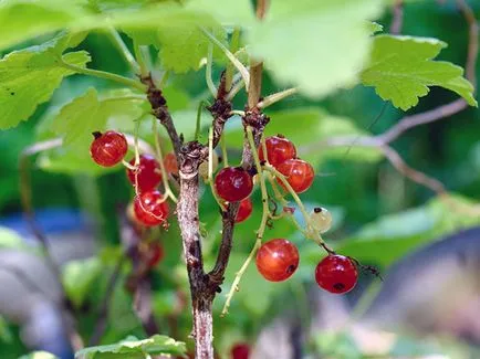 Currant през есента - засаждане и грижи в градината, резитба касис попадат и трансплантация, когато трансплантирани