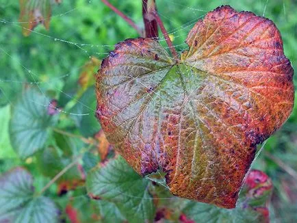 Currant în toamna - plantare și îngrijire în grădină, coacaze de tăiere toamna și de transplant atunci cand transplantate