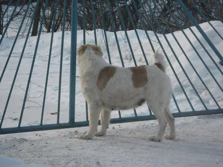 Kutyák Vasilevyh Aleksandra és Maria