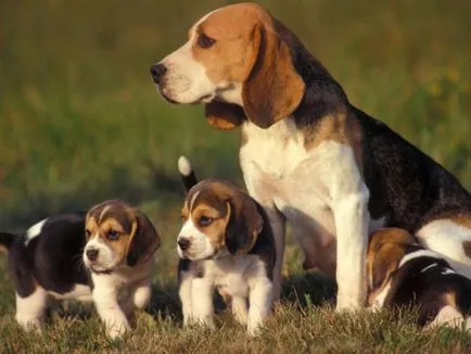 Cât de mult este un catelus Beagle