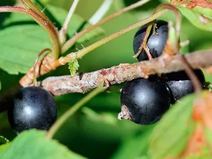 Currant în toamna - plantare și îngrijire în grădină, coacaze de tăiere toamna și de transplant atunci cand transplantate