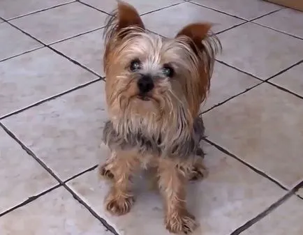 Hány él Yorkshire terrier, a fajta standard egy fotó és videó