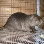 A tartalom a nutria otthon különösen a termesztés, módszerek és táplálási megelőzés