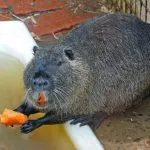 A tartalom a nutria otthon különösen a termesztés, módszerek és táplálási megelőzés