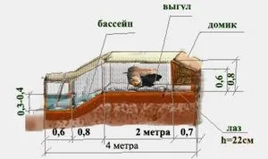 Съдържанието на нутрия у дома особено отглеждането, методи за хранене и превенция