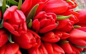 Álomértelmezés tulipánok Piros mi álom csokor vörös tulipán álom