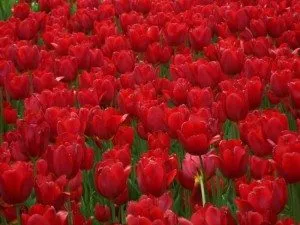 Álomértelmezés tulipánok Piros mi álom csokor vörös tulipán álom