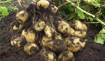 видове картофи - избере най-добрия добив и устойчиви на болести