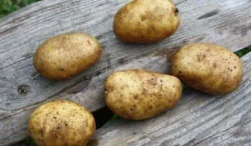 видове картофи - избере най-добрия добив и устойчиви на болести