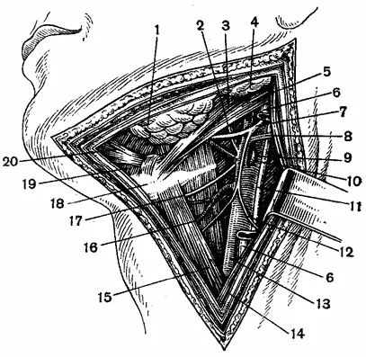 triunghi Sleepy (trigonum caroticum), anatomie topografică a gâtului