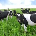 Metodele și echipamente inseminarea de vaci