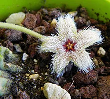 Stapelia de îngrijire la domiciliu