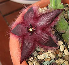 Stapelia de îngrijire la domiciliu