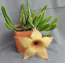 Stapelia de îngrijire la domiciliu