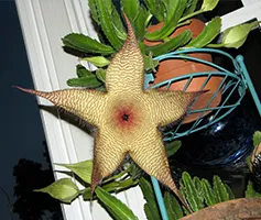 Stapelia de îngrijire la domiciliu