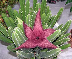 Stapelia de îngrijire la domiciliu