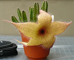 Stapelia de îngrijire la domiciliu