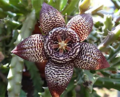 Stapelia de îngrijire la domiciliu