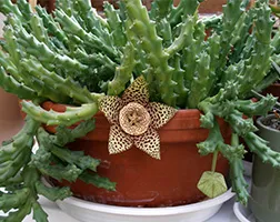 Stapelia de îngrijire la domiciliu