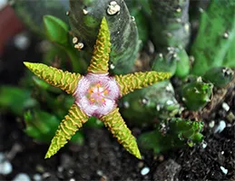 Stapelia de îngrijire la domiciliu