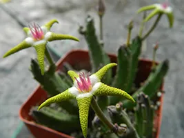 Stapelia de îngrijire la domiciliu