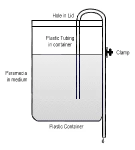 rețetei - caudatum Paramecium (parameciu caudatum)