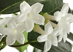 Stephanotis съвети за разплод, отглеждане