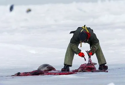 За да се спаси и запази звездите излязоха срещу избиването на тюлени ukraїnska вярно _zhittya