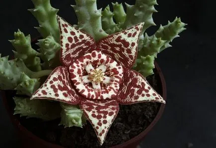 de îngrijire la domiciliu Stapelia, foto și video