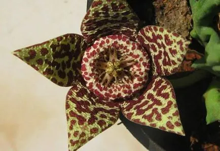 Stapelia грижи у дома, фото и видео